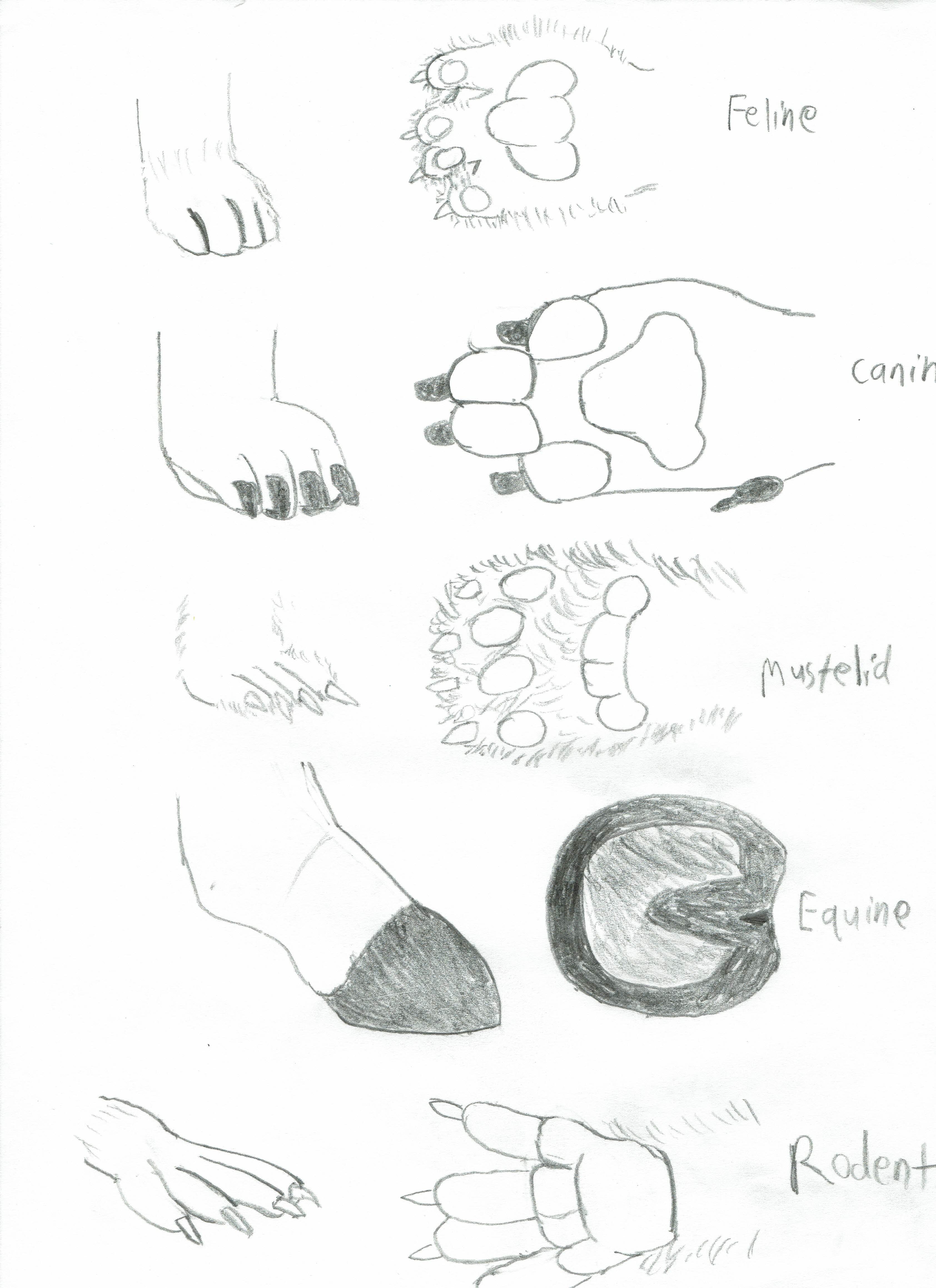 a study of the side and bottom shapes of canine, feline, equine, mustelid, and rodent paw shapes in pencil